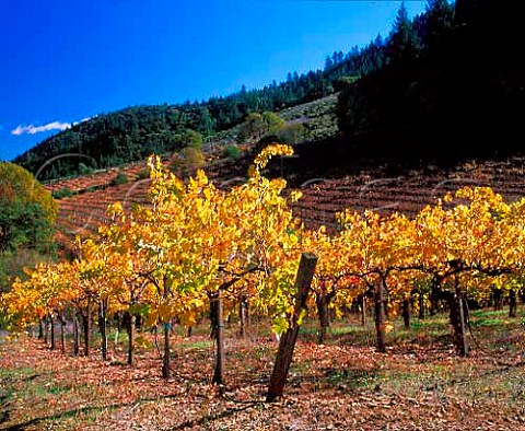Autumnal Cabernet Sauvignon and Zinfandel vineyards   of Chteau Potelle on Mount Veeder Napa Co   California  Mount Veeder AVA
