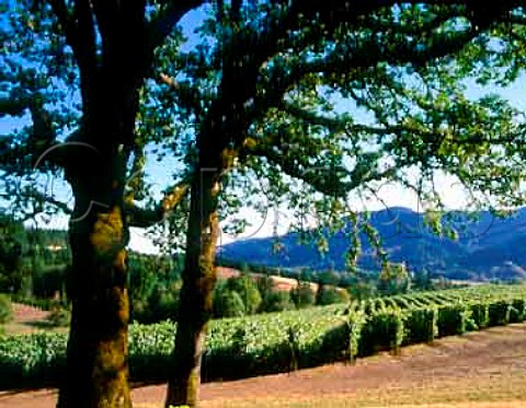Shafer vineyard above Gales Creek Valley  Gaston Washington Co Oregon USA  Willamette Valley