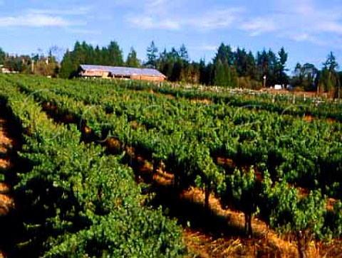 Hillcrest Vineyards  planted in 1961  was the    first vinifera vineyard planted in Oregon  Roseburg Oregon USA   Umpqua Valley AVA