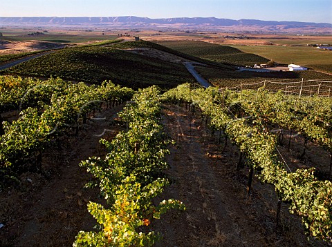 Mike Sauers Red Willow Vineyard with    Toppenish Ridge in the distance   Yakima Co Washington USA Yakima Valley AVA