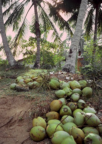 Harvesting coconuts  man climbing tree  Matara Sri Lanka
