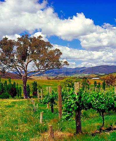 Vineyard of Brindabella Hills near Canberra  New South Wales Australia   Canberra District