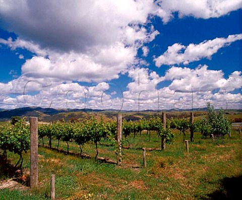 Vineyard of Brindabella Hills near Canberra  New South Wales Australia   Canberra District