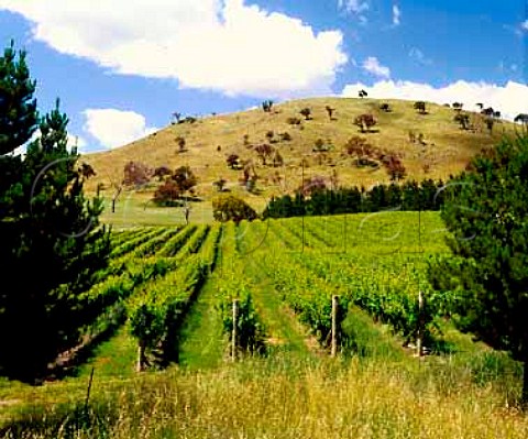 Vineyard of Surveyors Hill Winery   near Canberra New South Wales Australia     Canberra District