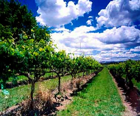 Vineyard of Doonkuna Estate Murrumbateman   New South Wales Australia   Canberra District