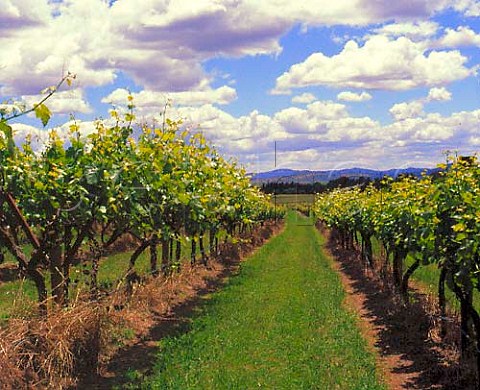 Vineyard of Doonkuna Estate Murrumbateman   New South Wales Australia   Canberra District
