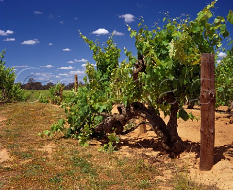 140year old Shiraz vines in vineyard of Tahbilk   Tabilk Victoria Australia  Goulburn Valley