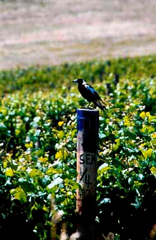 Magpie on post in vineyard of Surveyors   Hill Winery near Canberra  New South Wales Australia   Canberra Region