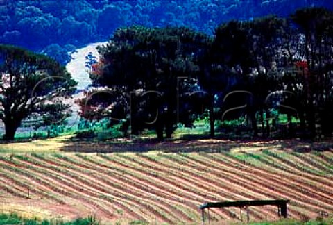Young vineyard Tumbarumba   New South Wales Australia   Tumbarumba