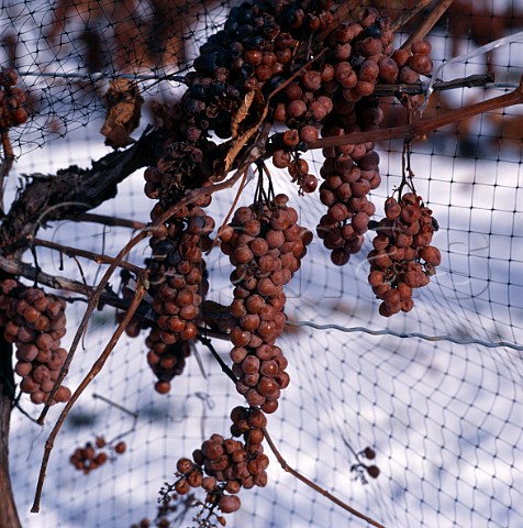 Frozen Vidal grapes ready for harvesting in   midJanuary in vineyard of Inniskillin   Niagara on the Lake Ontario province Canada    Niagara Peninsula