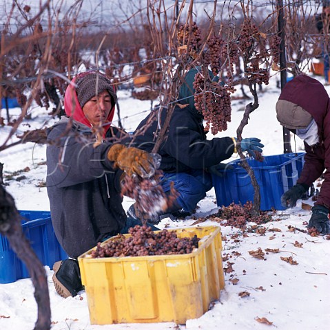 Harvesting frozen Vidal grapes for Ice Wine in  mid January in vineyard of Inniskillin   NiagaraontheLake Ontario province Canada   Niagara Peninsula