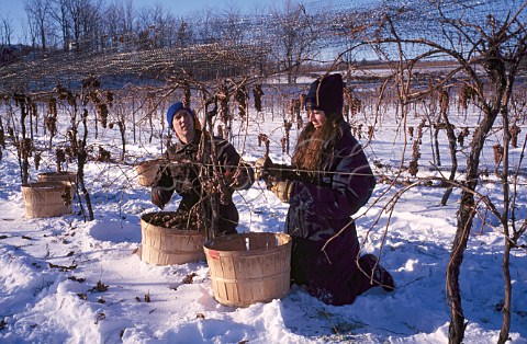 Picking Vidal grapes for Ice Wine in   midJanuary in vineyard of   Henry of Pelham Jordan   Ontario province Canada   Niagara Peninsula
