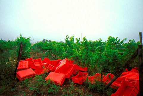 Plastic crates ready for the harvest at   Ruiterbosch Mountain Vineyards   Ruiterbosch South Africa  Klein Karoo