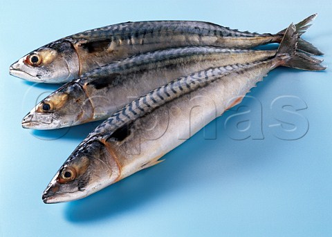 Mackerel