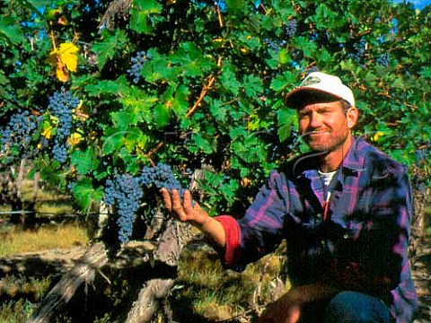 Scott Williams winemaker with fanpruned   Cabernet Sauvignon vines planted in 1975     Kiona Vineyards Benton City Washington USA    Red Mountain AVA