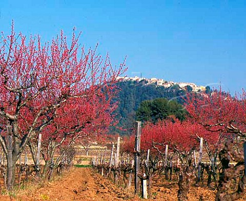 Fruit trees in blossom in vineyard below the hilltop   town of Le Castellet Var France     AC Bandol