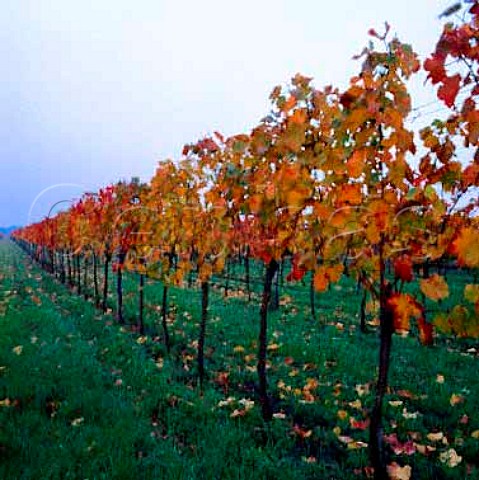 Autumnal vines Illmitz Burgenland Austria   Neusiedlersee