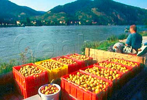 Gustav Kienast with crates of harvested   Wachau apricots Oberarnsdorf   Niedersterreich Austria   Wachauer Marille apricot has an   EU Designation of Origin