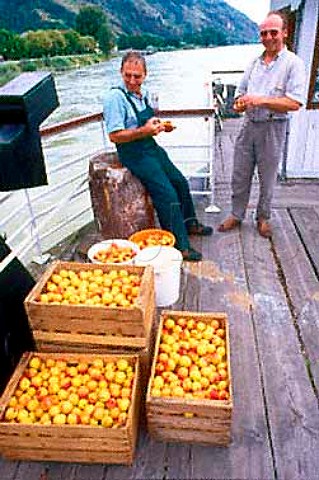 Crates of Wachau apricots on the ferry   at Weissenkirchen Niedersterreich   Austria  Wachauer Marille apricot   has an EU Designation of Origin