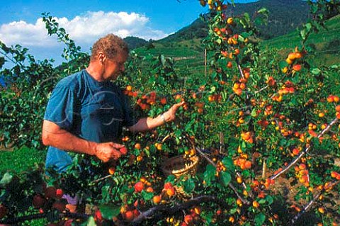 Gustav Kienast harvesting   Wachau apricots Oberarnsdorf   Niedersterreich Austria   Wachauer Marille apricot has an   EU Designation of Origin