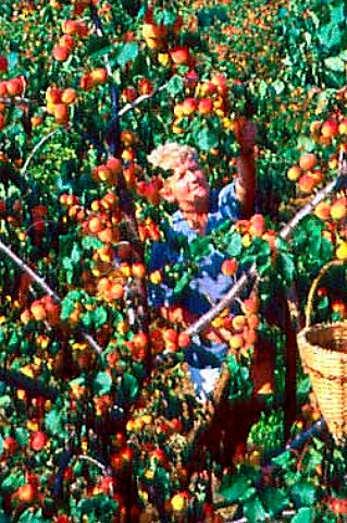 Gerlinde Kienast harvesting   Wachau apricots Oberarnsdorf   Niedersterreich Austria   Wachauer Marille apricot has an   EU Designation of Origin