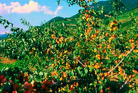 Apricot grove St Johann Mauerthale   Niedersterreich Austria   Wachauer Marille apricot has an EU Designation of Origin