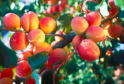 Wachau apricots on the tree   Niedersterreich Austria   Wachauer Marille apricot has an   EU Designation of Origin