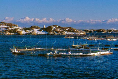Salmon Farm in the snow  Aust Agder Norway