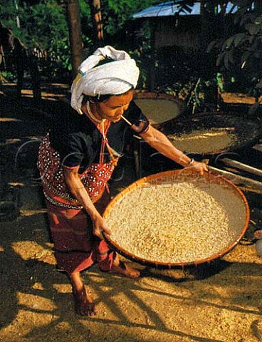 Villager of White Karen Tribe whinnowing rice  near Chiang Mai Northern Thailand