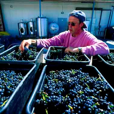 Georg Fromm with tubs of harvested grapes   Fromm Winery Blenheim New Zealand Marlborough