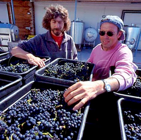Georg Fromm and winemaker Htsch Kalberer   with tubs of harvested grapes   Fromm Winery Blenheim New Zealand Marlborough