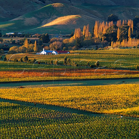 View over the Brancott Valley with Cloudy Bay    Mustang Vineyard in the foreground   Marlborough New Zealand