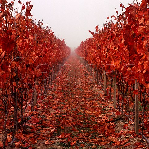 Misty autumn morning in Clayvin Vineyard  owned by Fromm Winery and UK wine merchants Lay and Wheeler  in the Upper Brancott Valley Marlborough   New Zealand