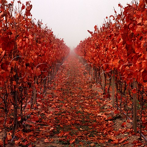 Misty autumn morning in Clayvin Vineyard  owned by Fromm Winery and UK wine merchants Lay and Wheeler  in the Upper Brancott Valley Marlborough   New Zealand