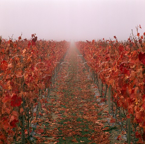 Misty autumn morning in Clayvin Vineyard owned by Fromm Winery and UK wine merchants Lay and Wheeler in the Upper Brancott Valley Marlborough   New Zealand