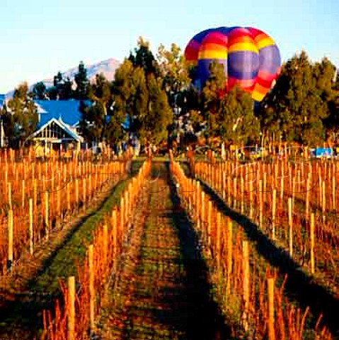 Hotair balloon anchored by Cloudy Bay winery   Marlborough New Zealand