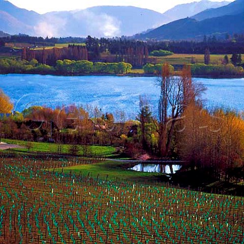 Vineyard by Lake Hayes near Queenstown  New Zealand   Central Otago