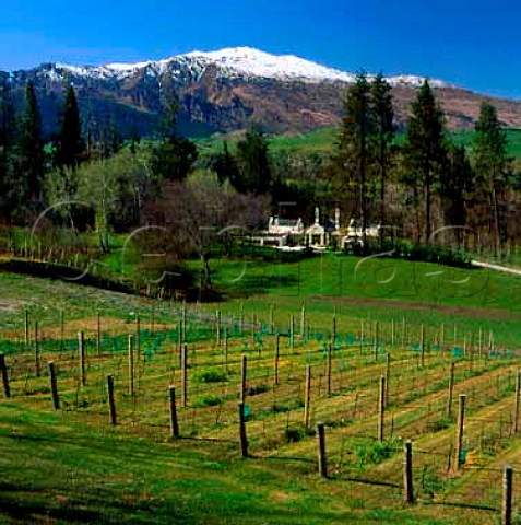 Vineyard near Lake Hayes Queenstown  New Zealand   Central Otago