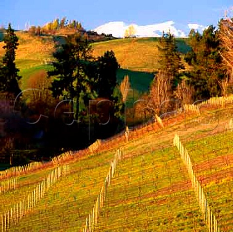 Vineyard near Lake Hayes Queenstown  New Zealand   Central Otago