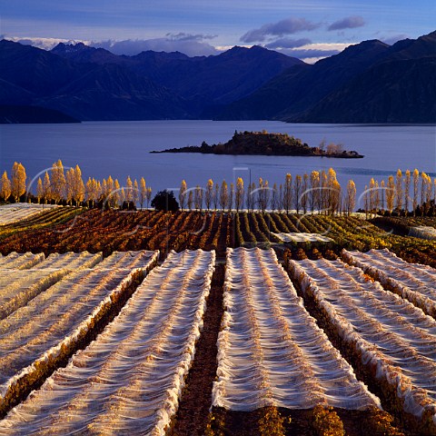 Rippon Vineyard at harvest time with antibird   netting covering the vines View across Lake Wanaka   to the Buchanan Mountains New Zealand  Central Otago