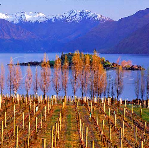 Winter at Rippon Vineyard with view across   Lake Wanaka to the Buchanan Mountains   New Zealand   Central Otago