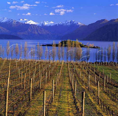 Winter at Rippon Vineyard with view across   Lake Wanaka to the Buchanan Mountains   New Zealand   Central Otago