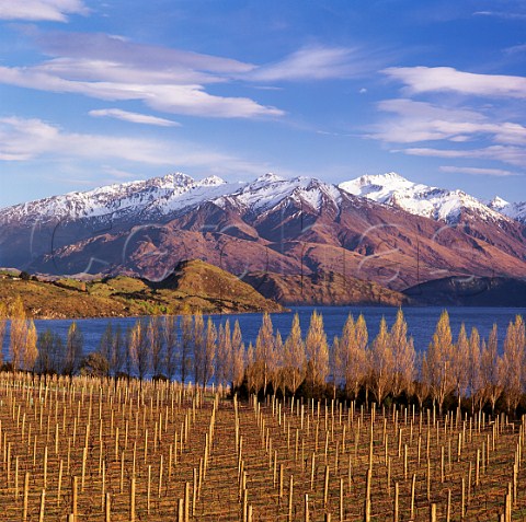 Rippon Vineyard in winter with view across   Lake Wanaka to the Buchanan Mountains New Zealand   Central Otago