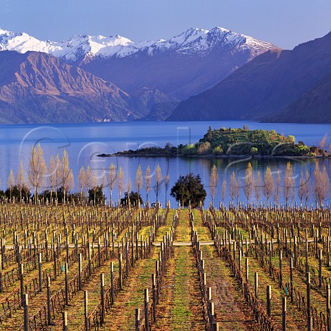 Winter at Rippon Vineyard with view across Lake Wanaka to the Buchanan Mountains New Zealand   Central Otago