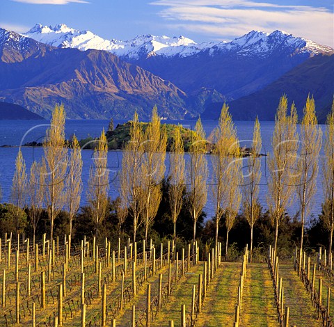 Winter at Rippon Vineyard with view across   Lake Wanaka to the Buchanan Mountains   New Zealand   Central Otago