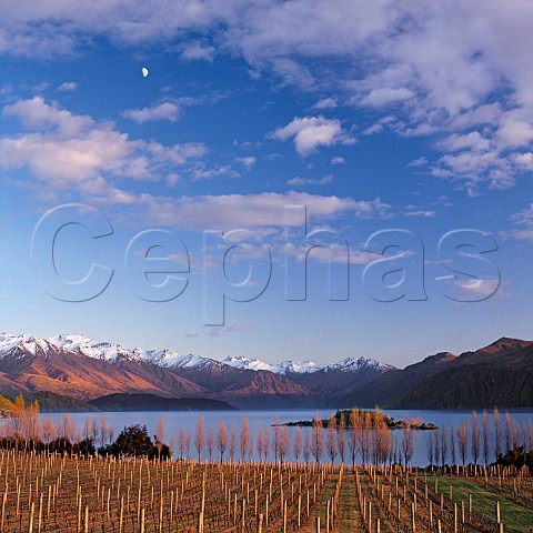 Winter at Rippon Vineyard with view across  Lake Wanaka to the Buchanan Mountains   New Zealand   Central Otago