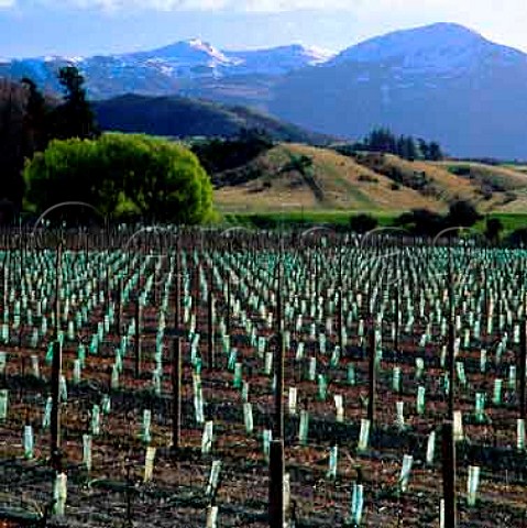 New vineyard of Two Paddocks owned by Sam Neill  Gibbston Valley Queenstown New Zealand  Central Otago