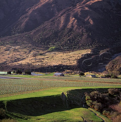 Vineyard of Peregrine Wines Gibbston New Zealand  Central Otago