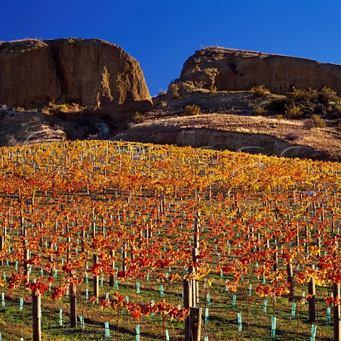 Autumn in Pipeclay Terrace vineyard of Mt Difficulty Wines Bannockburn New Zealand  Central Otago