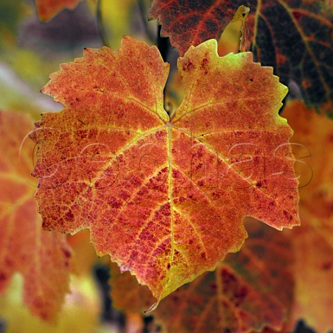 Autumnal Pinot Noir leaf